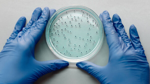 Bacteria